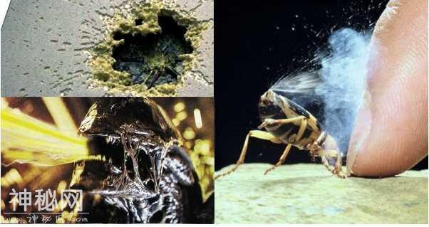 这些生物确确实实是地球生物 却酷似异形-6.jpg