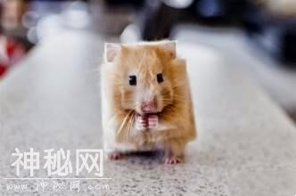 如果动物们都变成了方脸，你还喜欢它们吗？-6.jpg