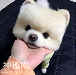 如果动物们都变成了方脸，你还喜欢它们吗？-7.jpg