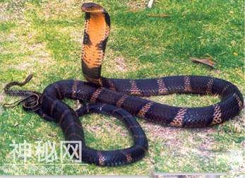 世界十大恐怖生物-1.jpg