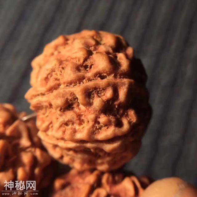尺寸23的顶级七瓣平头飞碟爆肉双龙，品相完美-2.jpg