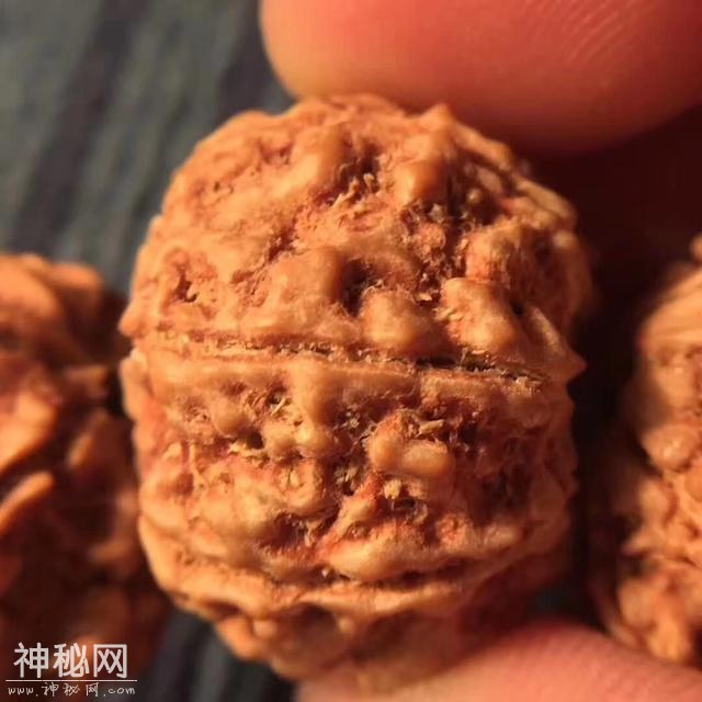 尺寸23的顶级七瓣平头飞碟爆肉双龙，品相完美-5.jpg