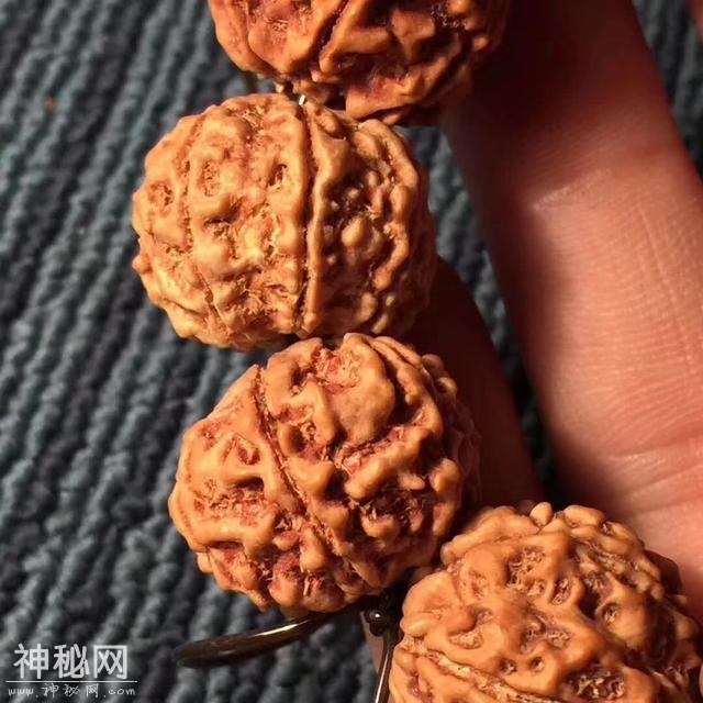 尺寸23的顶级七瓣平头飞碟爆肉双龙，品相完美-6.jpg
