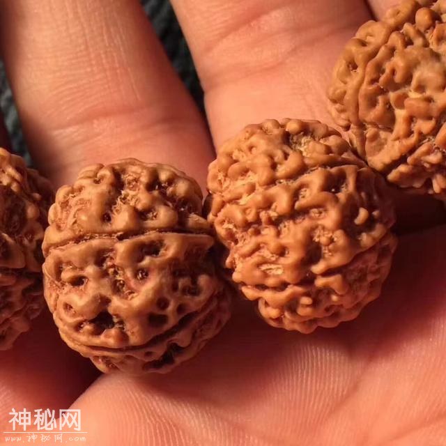尺寸23的顶级七瓣平头飞碟爆肉双龙，品相完美-7.jpg