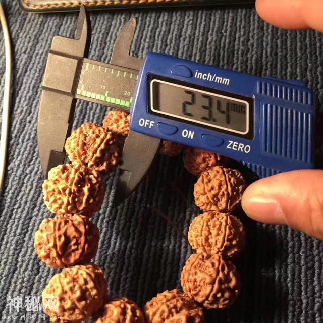 尺寸23的顶级七瓣平头飞碟爆肉双龙，品相完美-8.jpg