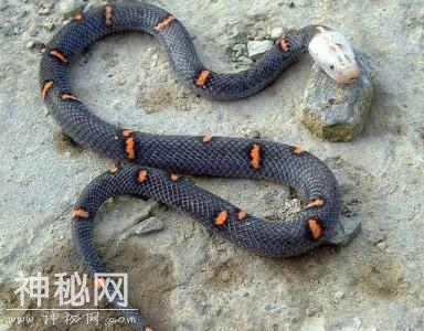 这种人被毒虫咬伤中毒，然而人没事毒虫却被毒死，科学无法解释！-7.jpg