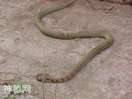 这种人被毒虫咬伤中毒，然而人没事毒虫却被毒死，科学无法解释！-6.jpg