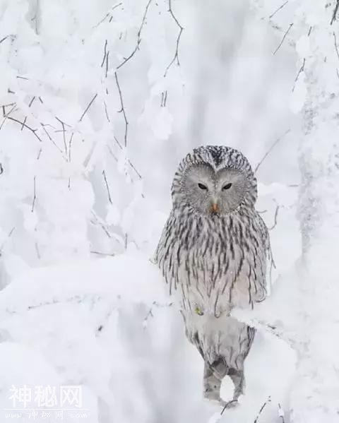 下雪了，远方的朋友，多变的天气，不变的问候 愿你珍重，再珍重-15.jpg