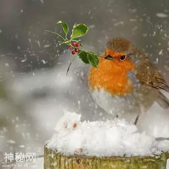 下雪了，远方的朋友，多变的天气，不变的问候 愿你珍重，再珍重-29.jpg