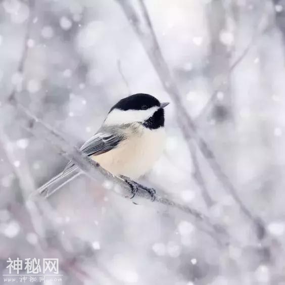 下雪了，远方的朋友，多变的天气，不变的问候 愿你珍重，再珍重-34.jpg