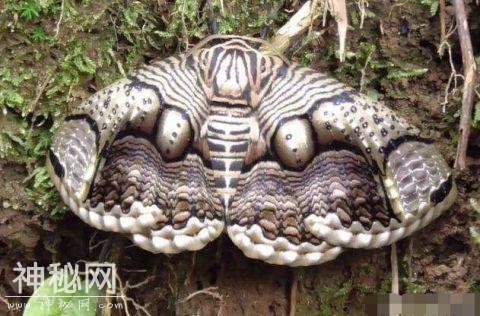 男子野外发现未知生物, 仔细一看, 吓得抱头就跑-1.jpg