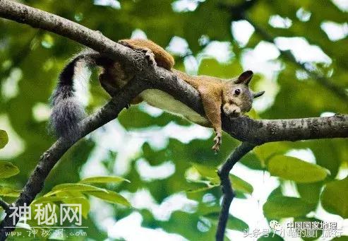 你能分清这些动物吗？-5.jpg
