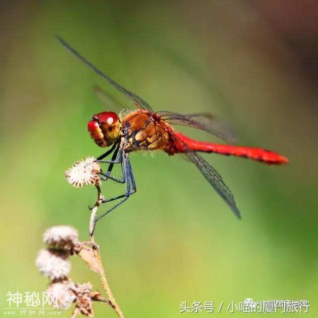 你能分清这些动物吗？-7.jpg