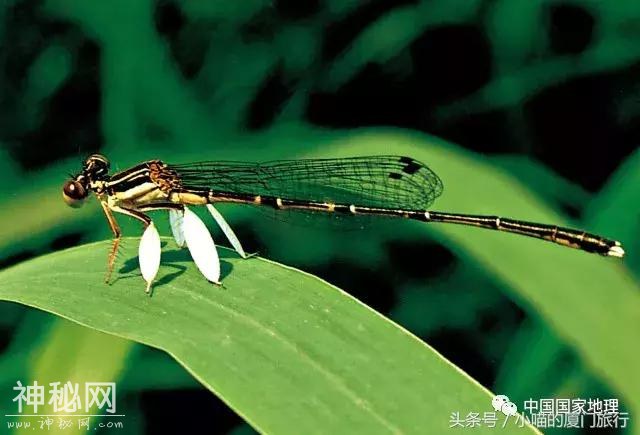 你能分清这些动物吗？-8.jpg