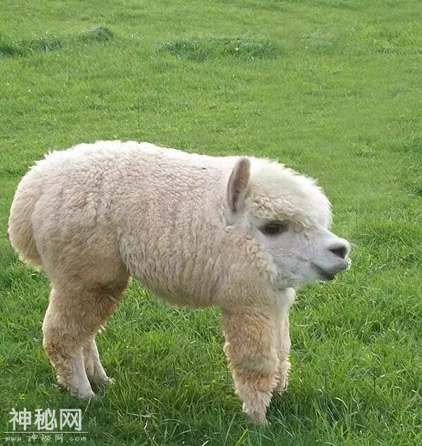 假如动物没有了脖子，第一张瞬间笑喷，哈哈哈！-6.jpg