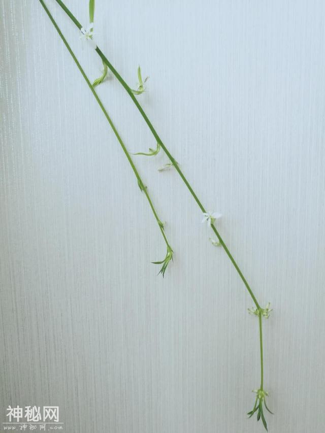 从来佳茗似佳人——那些优美的茶诗茶话（二）-6.jpg