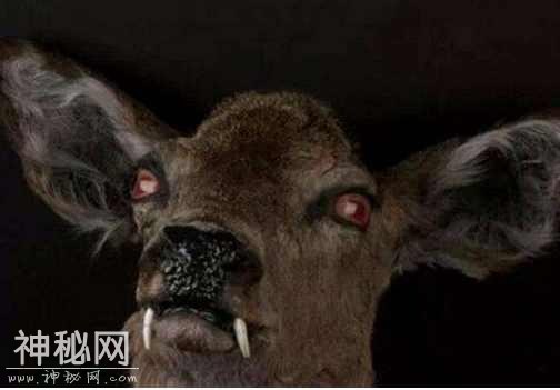 6种神秘诡异的未知生物，第3种极有可能真实存在-3.jpg