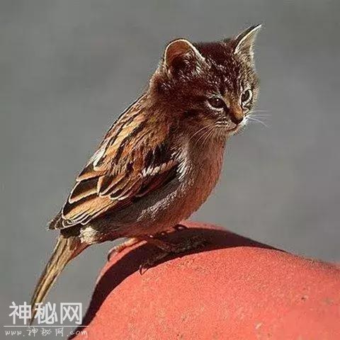 如果动物和动物融合~-10.jpg