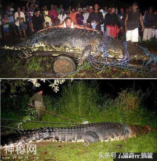 7张你没看过的巨大生物们-3.jpg