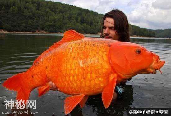 7张你没看过的巨大生物们-4.jpg