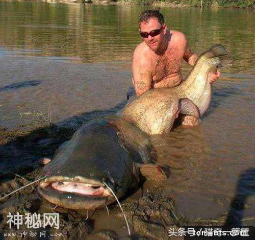 7张你没看过的巨大生物们-5.jpg
