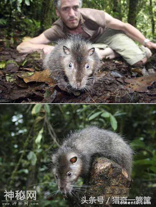 7张你没看过的巨大生物们-6.jpg