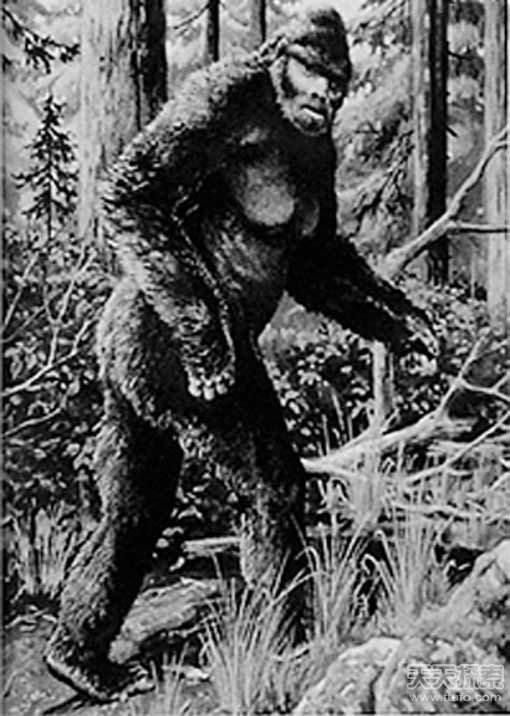 探索神农架野人！-3.jpg