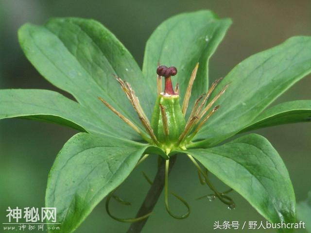 看到叶子和花你就能知道名儿的一种野草，野外必知的疗蛇毒灵药-3.jpg