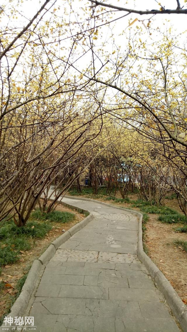 成都三圣乡幸福梅林，感谢最后入镜的女孩，你是今天最亮丽的风景-5.jpg