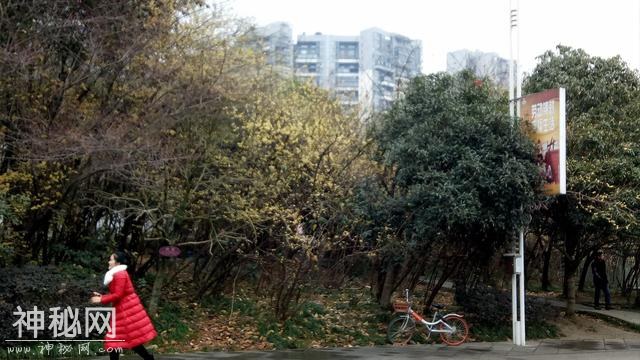 成都三圣乡幸福梅林，感谢最后入镜的女孩，你是今天最亮丽的风景-9.jpg