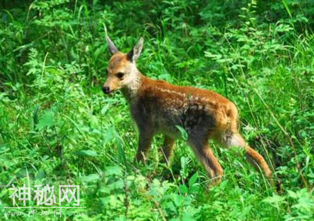 细数国内外5大奇特生物，一个比一个怪异，你不一定都认识-1.jpg