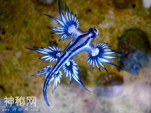 细数国内外5大奇特生物，一个比一个怪异，你不一定都认识-5.jpg