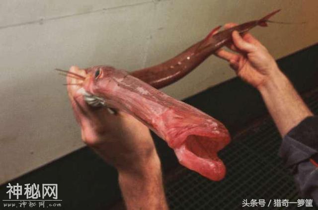 15个诡异的海洋生物-1.jpg
