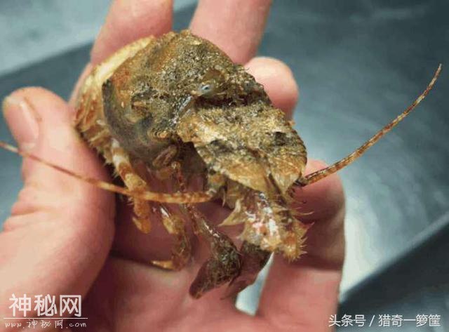 15个诡异的海洋生物-3.jpg