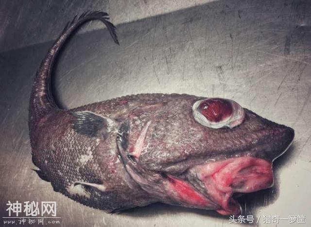 15个诡异的海洋生物-4.jpg