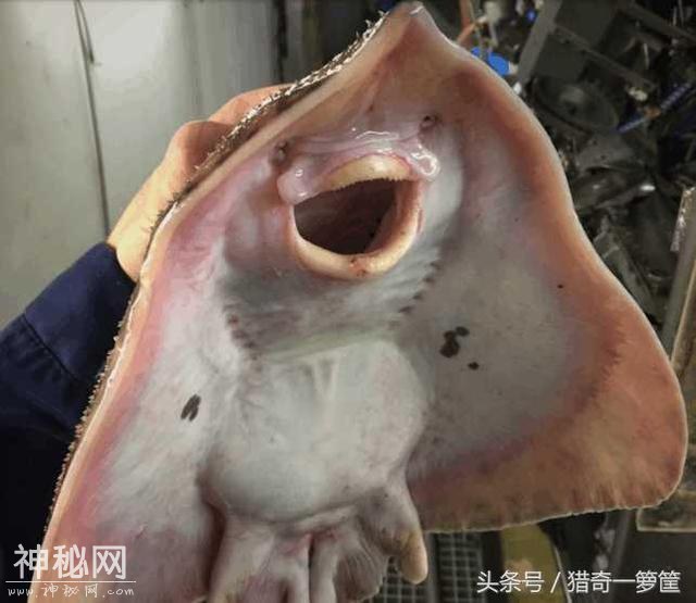 15个诡异的海洋生物-15.jpg