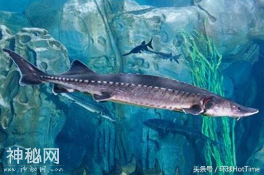 这5种极为珍稀的动物，第3种是中国特有，近乎灭绝-3.jpg