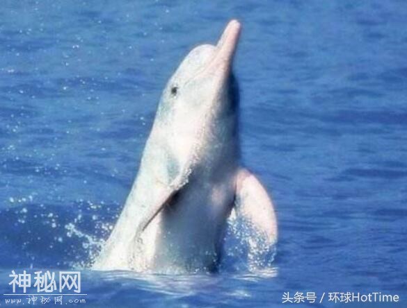 这5种极为珍稀的动物，第3种是中国特有，近乎灭绝-4.jpg