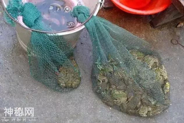 农村集市上的这些野味，有些城里买不到，太稀有了！-1.jpg