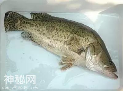 农村集市上的这些野味，有些城里买不到，太稀有了！-2.jpg