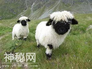 神奇的生物在这里，你都不认识，也叫不上来名字-1.jpg