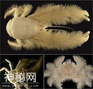 神奇的生物在这里，你都不认识，也叫不上来名字-8.jpg