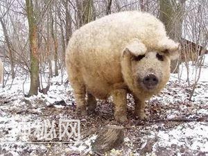 神奇的生物在这里，你都不认识，也叫不上来名字-5.jpg