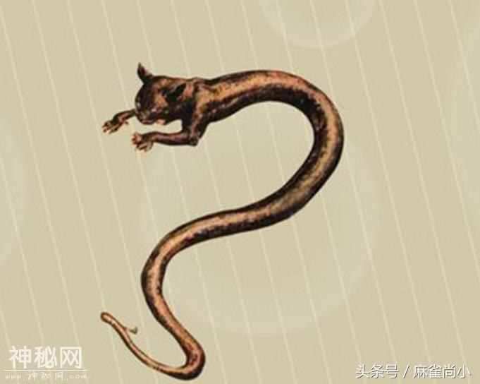 5种极为神秘的未知生物，第3种存在中国，可能已灭绝-2.jpg
