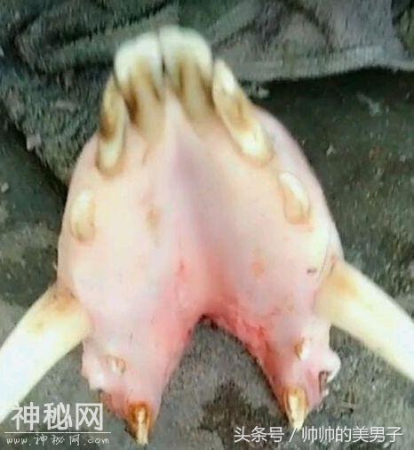 男子路上发现奇怪生物，看清楚之后才发现这东西这么吓人！-2.jpg