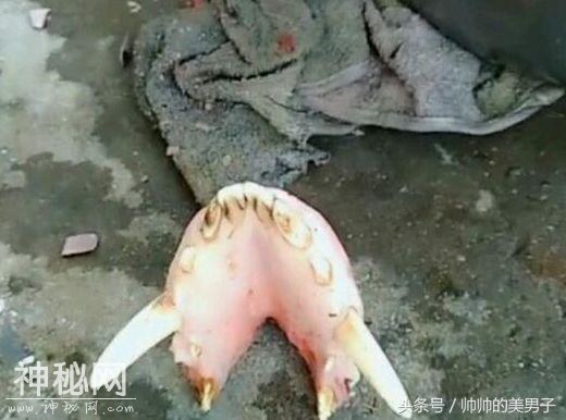 男子路上发现奇怪生物，看清楚之后才发现这东西这么吓人！-1.jpg