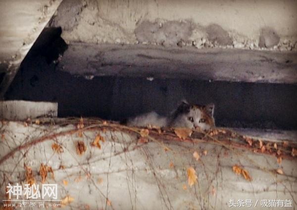 猫咪被困高架桥缝隙？幸好老大爷出高招！2年后终于获救！-2.jpg