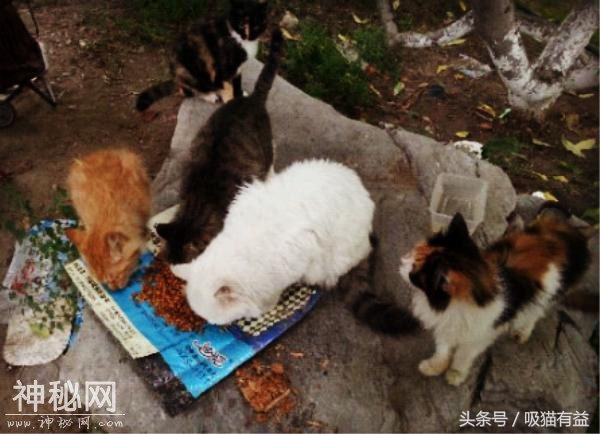 猫咪被困高架桥缝隙？幸好老大爷出高招！2年后终于获救！-1.jpg