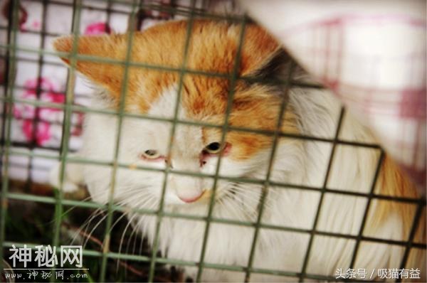 猫咪被困高架桥缝隙？幸好老大爷出高招！2年后终于获救！-4.jpg