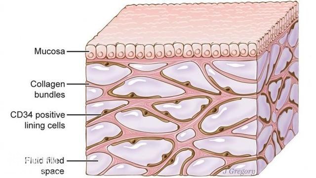 科学家发现一个人体新器官Interstitium-1.jpg